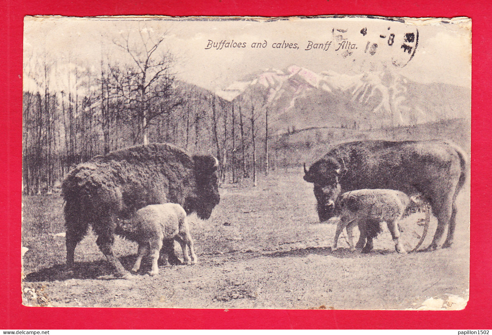 E-Canada-83A28  Buffaloes And Calves, BANFF ALTA, Cpa  - Banff