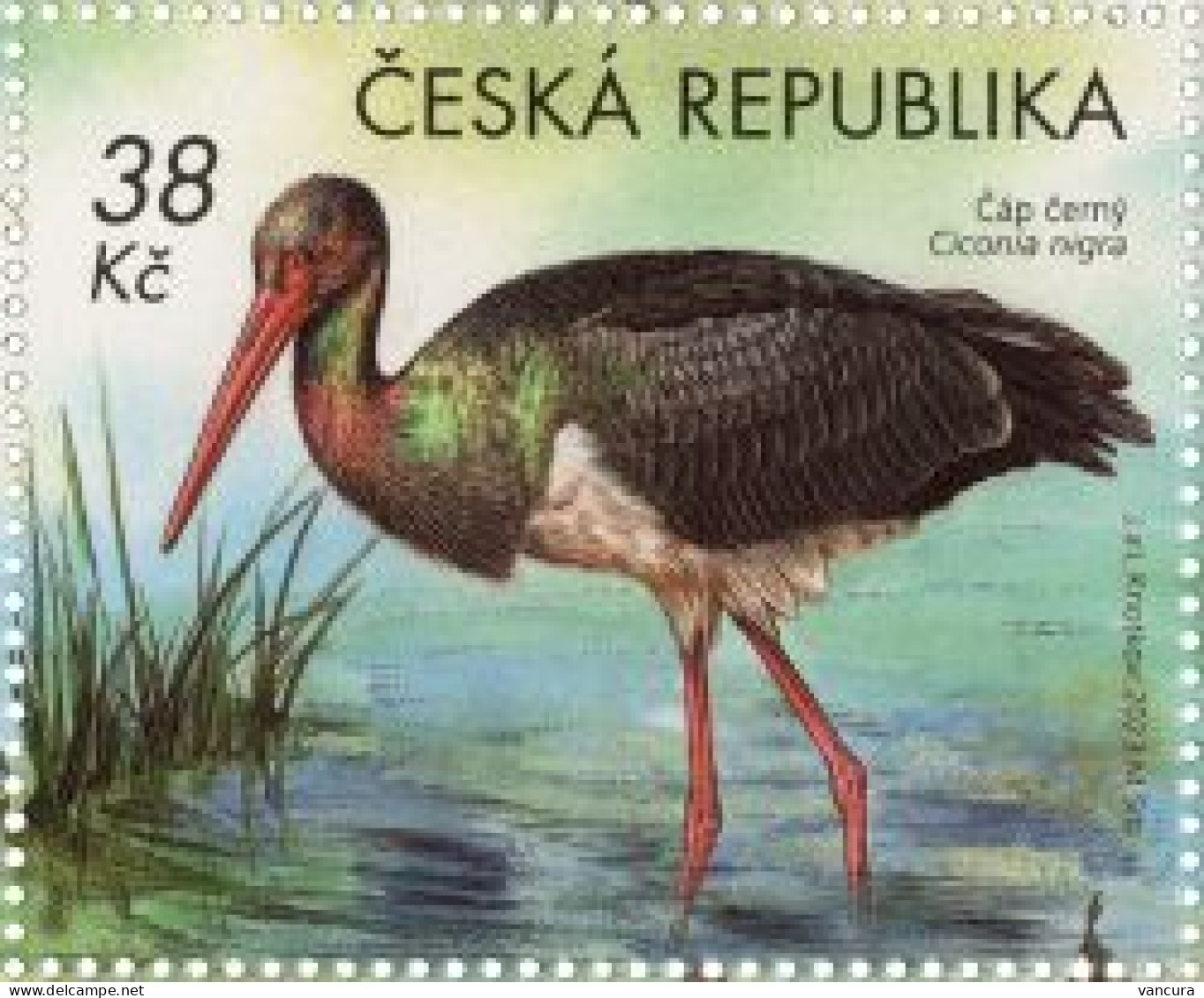 1225 Czech Republic Podyjí National Park.black Stork 2023 - Cicogne & Ciconiformi