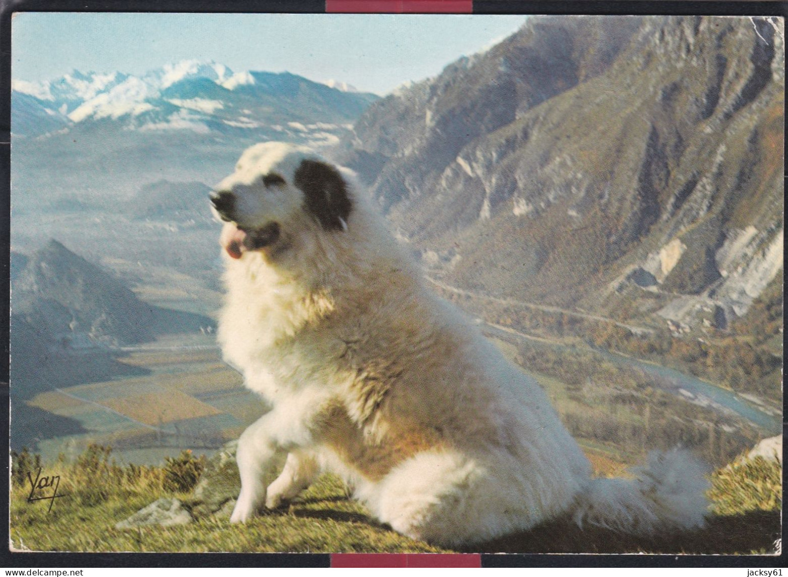 65 - Chien Des Pyrénées - Midi-Pyrénées