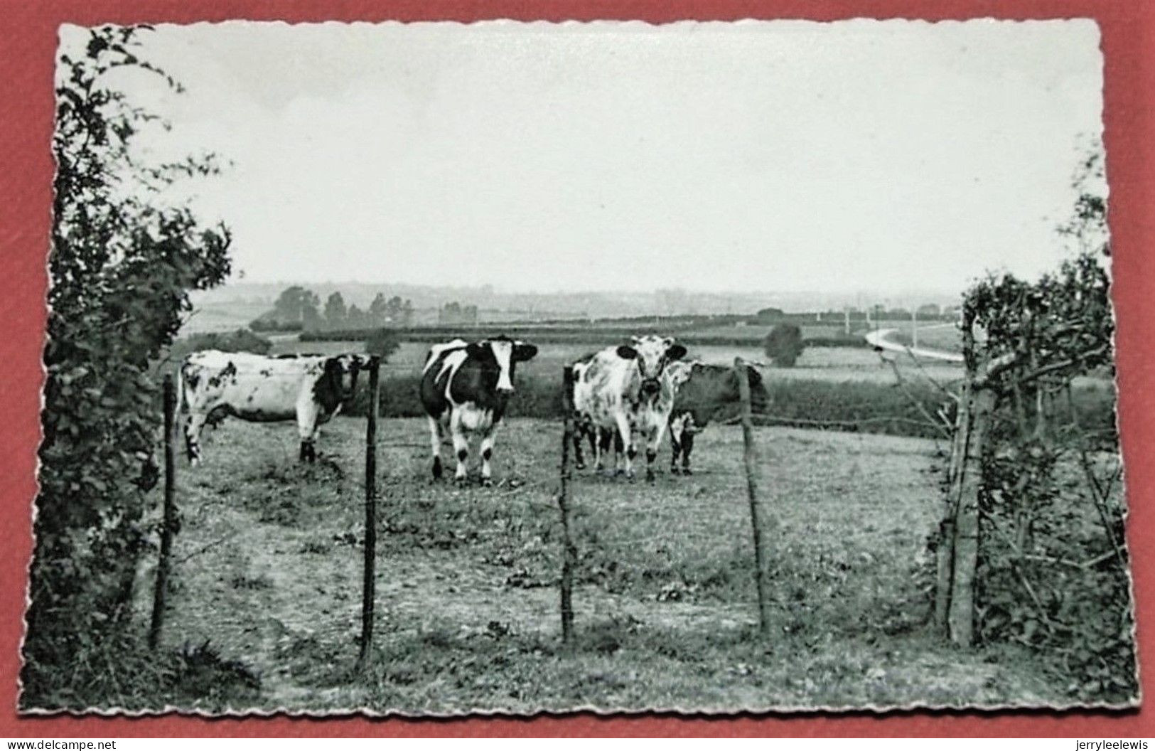 MOMIGNIES -  Route De Bourges - Panorama - Momignies