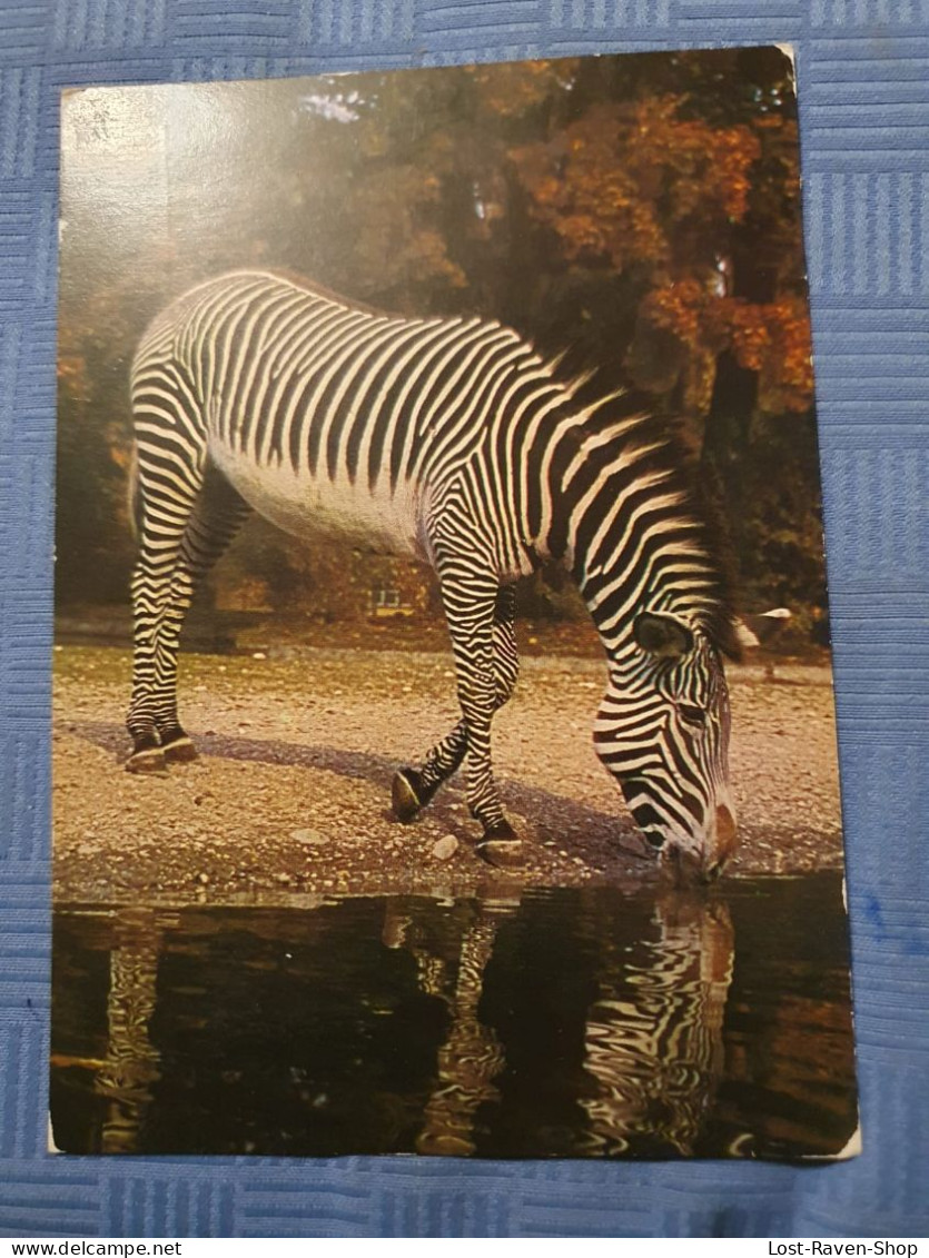 Zebra - Zèbres