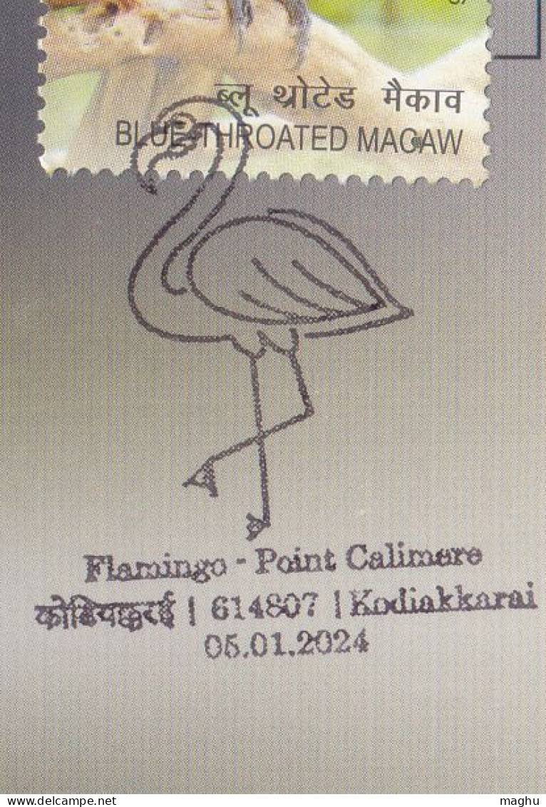 Flamingo @ Point Calimere, Migratory Birds @ Wildlife & Bird Sanctuary, Protected Wetland, Nature, Spl Cover 2024, - Flamencos