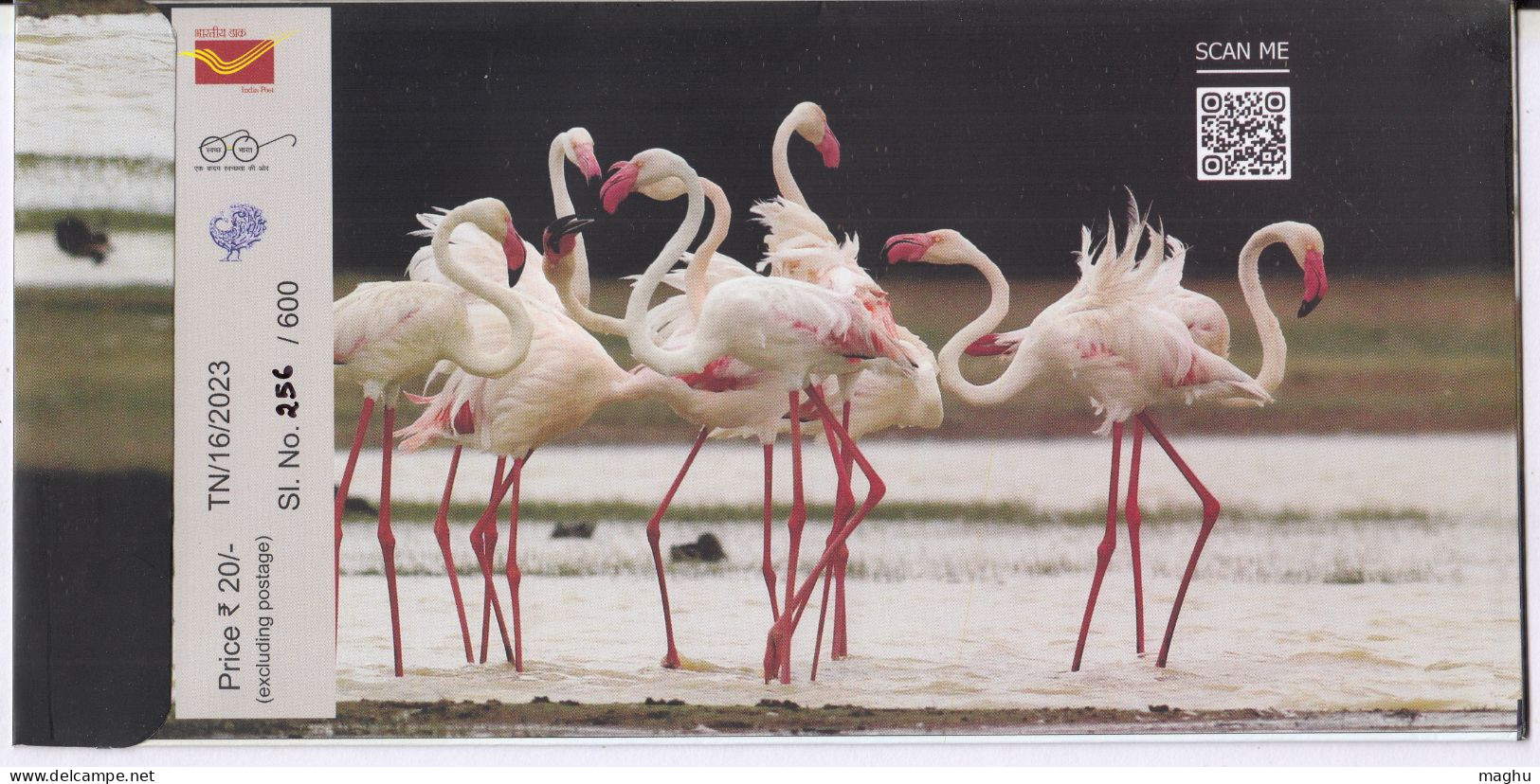 Flamingo @ Point Calimere, Migratory Birds @ Wildlife & Bird Sanctuary, Protected Wetland, Nature, Spl Cover 2024, - Fenicotteri