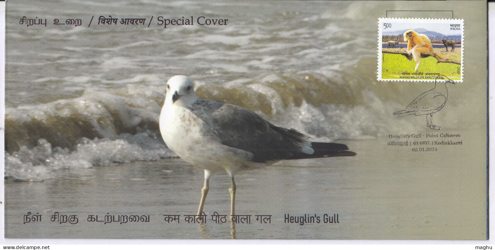 Heuglin's Gull @ Point Calimere, Migratory Birds @ Wildlife & Bird Sanctuary, Protected Wetland, Nature, Spl Cover 2024 - Seagulls