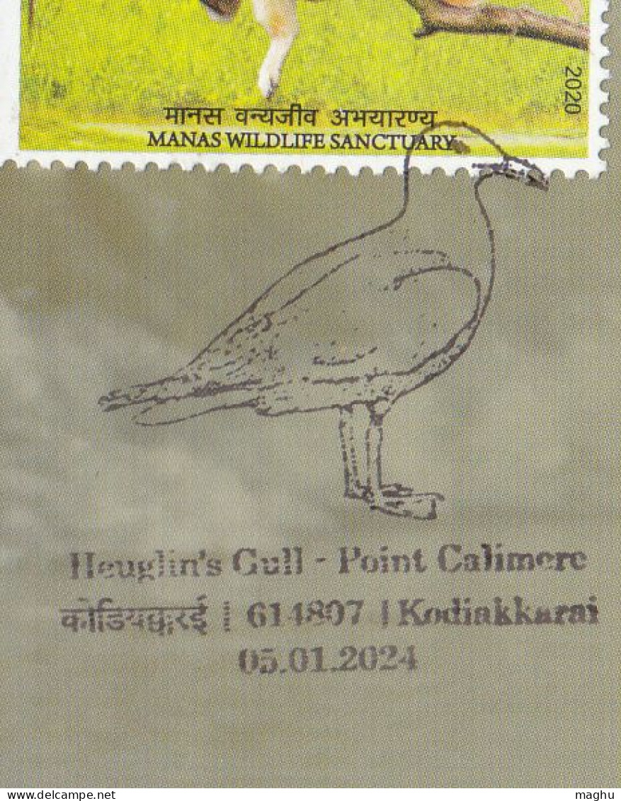 Heuglin's Gull @ Point Calimere, Migratory Birds @ Wildlife & Bird Sanctuary, Protected Wetland, Nature, Spl Cover 2024 - Möwen