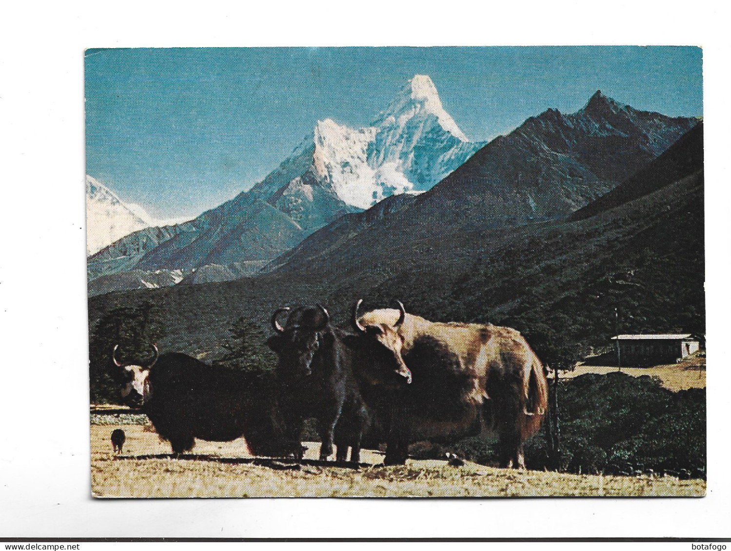 CPM  NEPAL AMADABLAM  AND YAK  (voir Timbre ) - Nepal