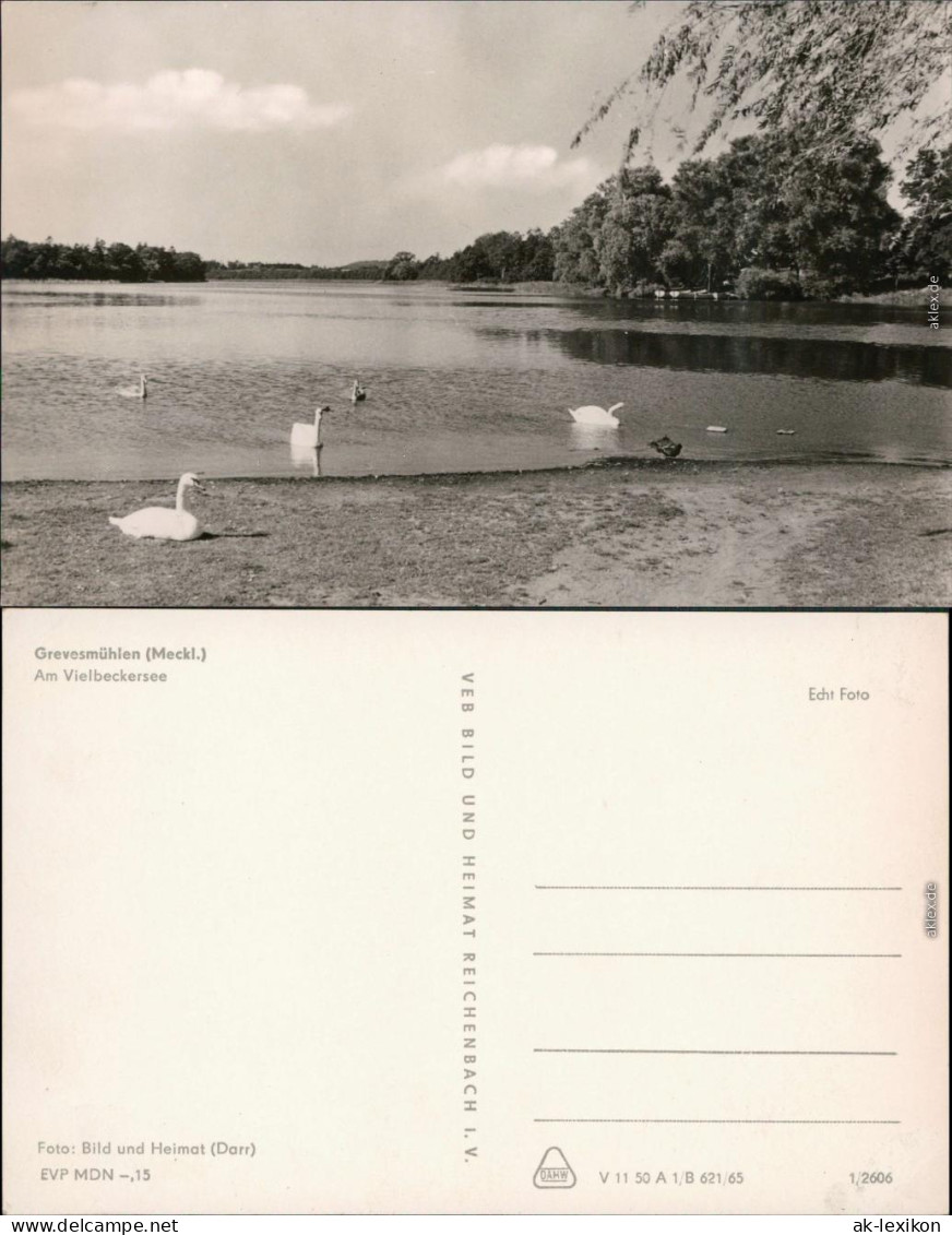 Ansichtskarte Grevesmühlen Vielbeckersee Mit Schwänen 1965 - Grevesmuehlen