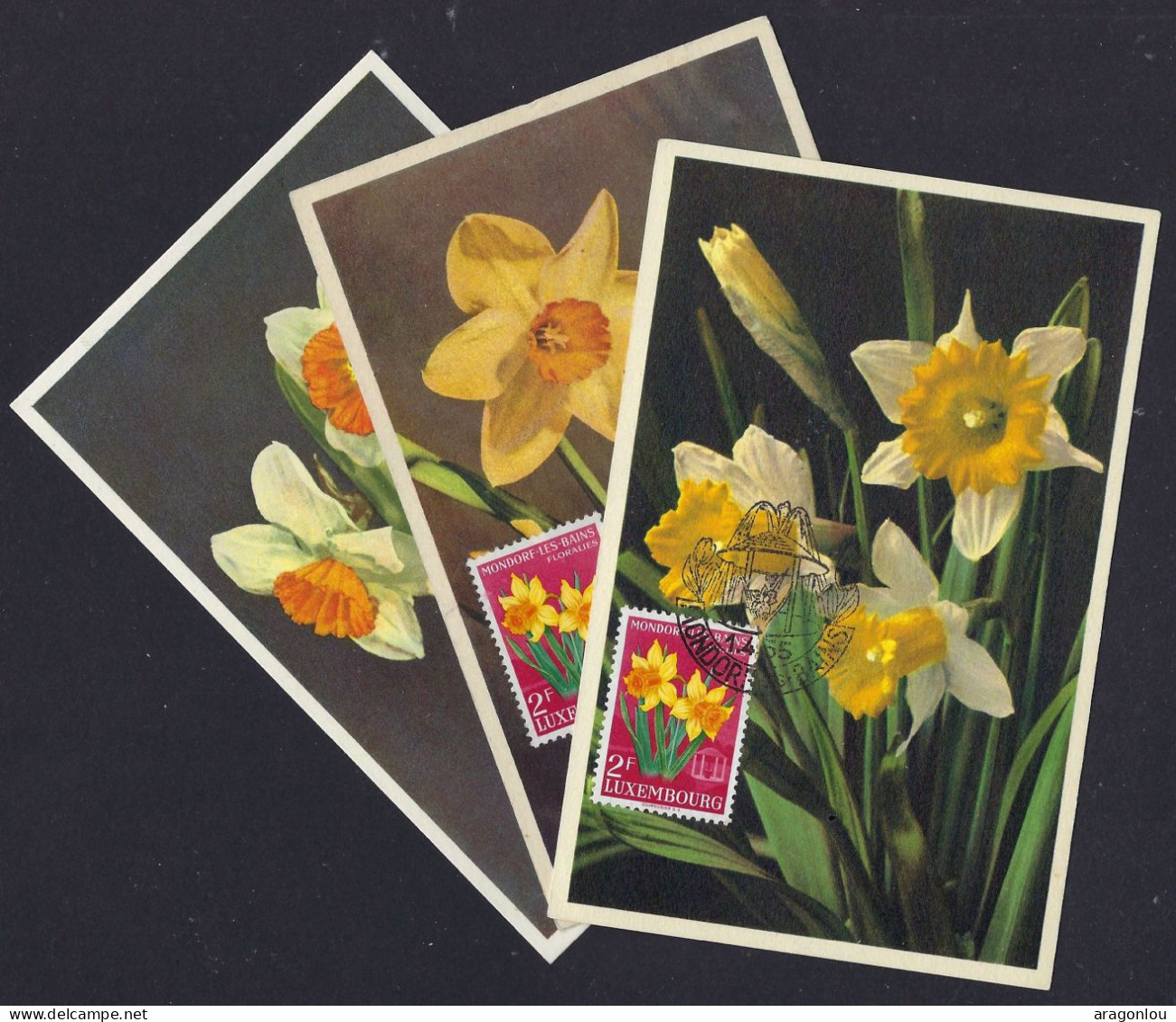 Luxembourg - Luxemburg - Carte Maximum  1955   Narcissus - 3 Cartes - Maximum Cards