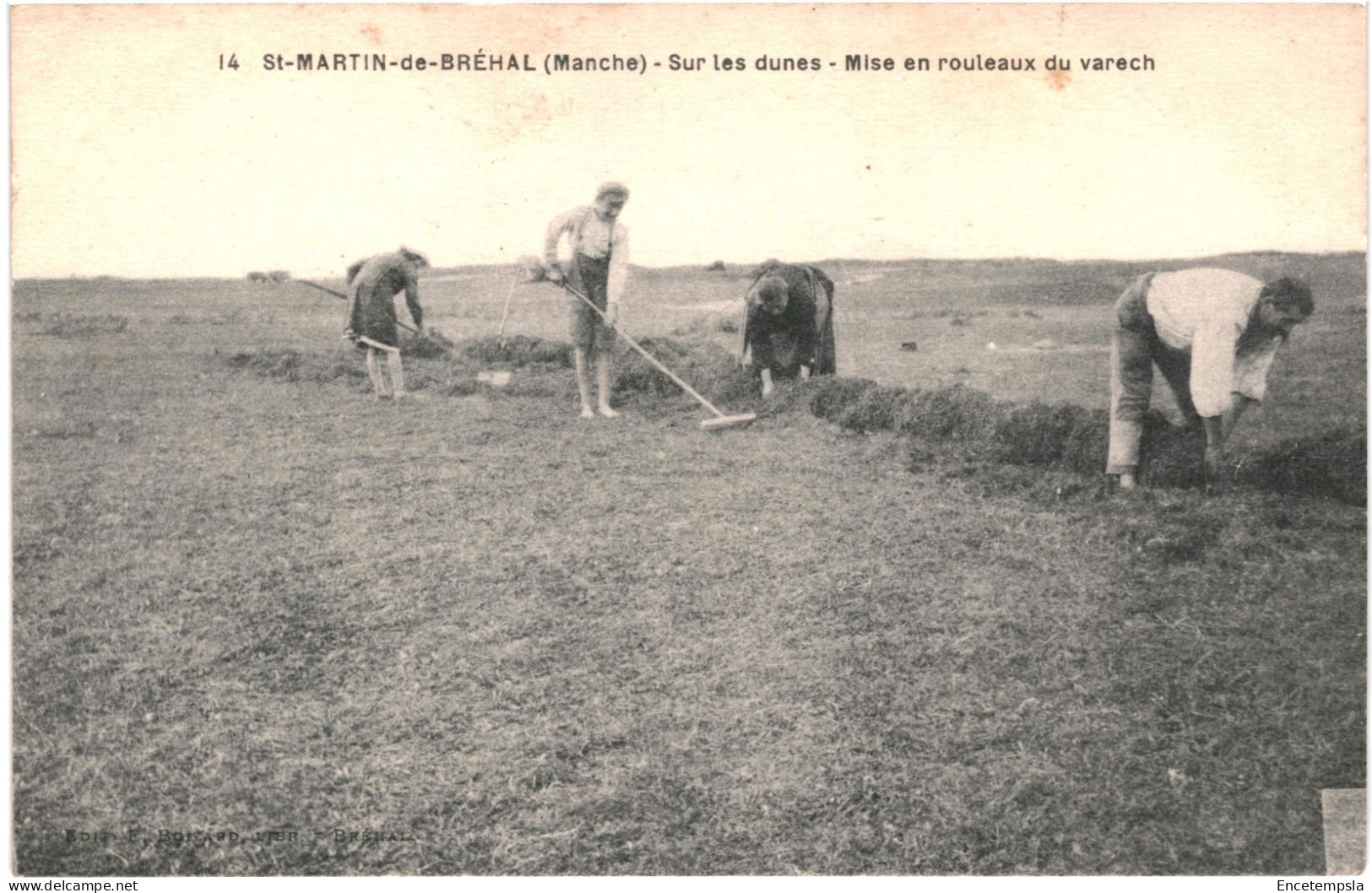 CPA Carte Postale France Saint Martin De Bréhal Sur Les Dunes Mise En Rouleaux Du Varech  VM76848ok - Brehal