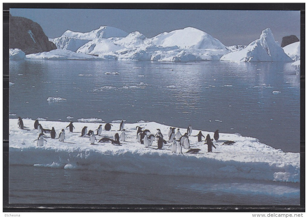 TAAF Terres Australes Antarctiques Françaises Terre Adélie Amiral Max Douguet 2.30 Blason 0.10 Entier Neuf 2-CP - Enteros Postales