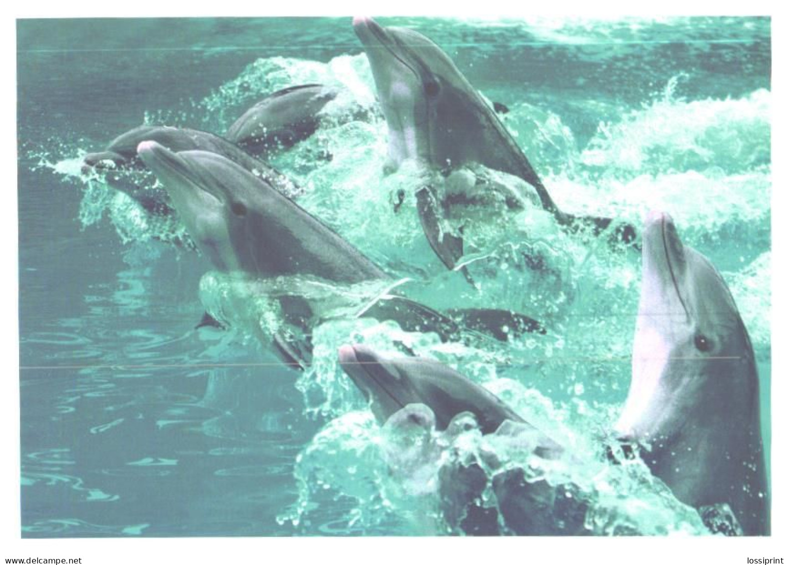 Playing Dolphins - Dolfijnen