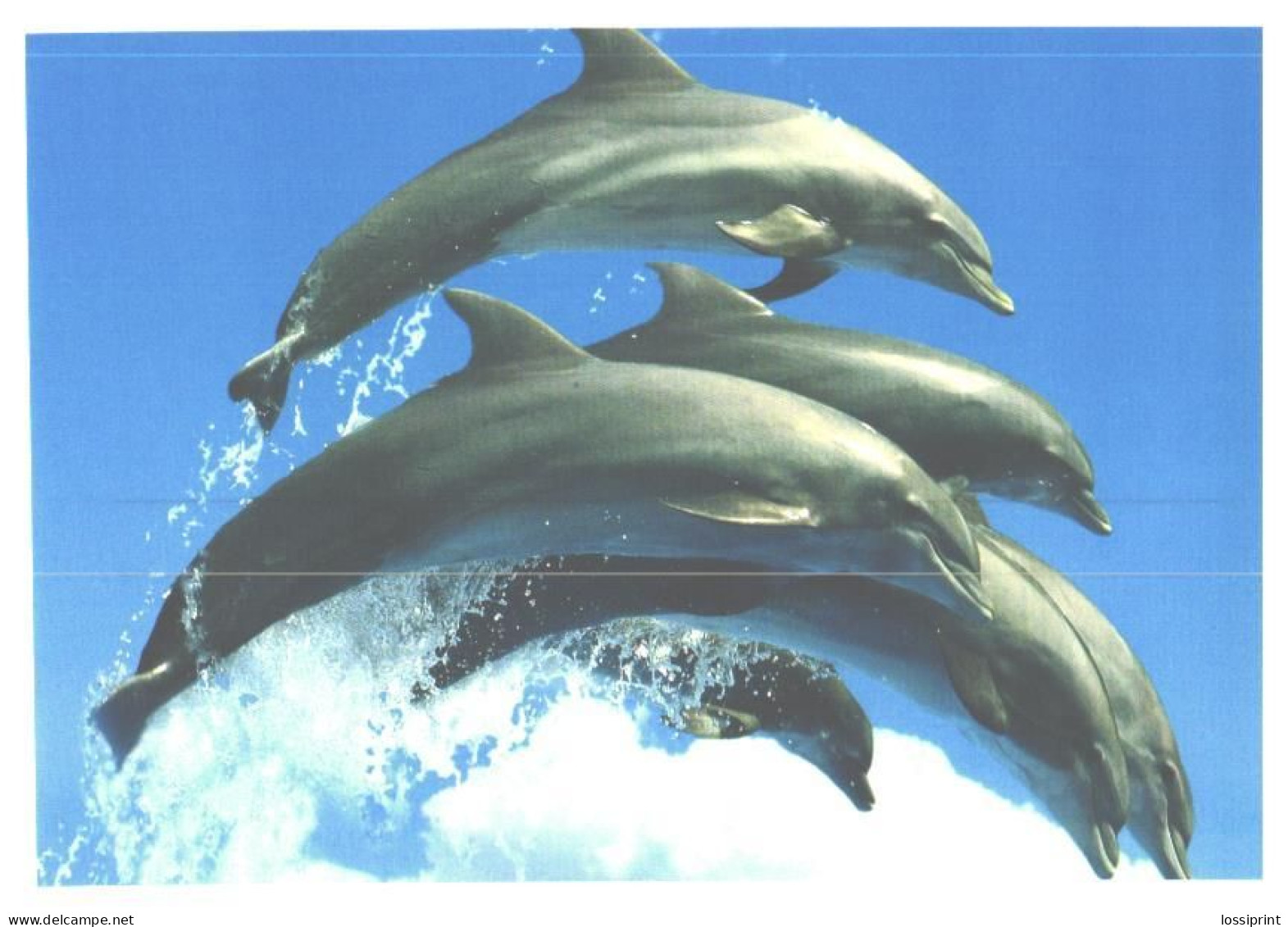 Jumping Dolphins - Delphine