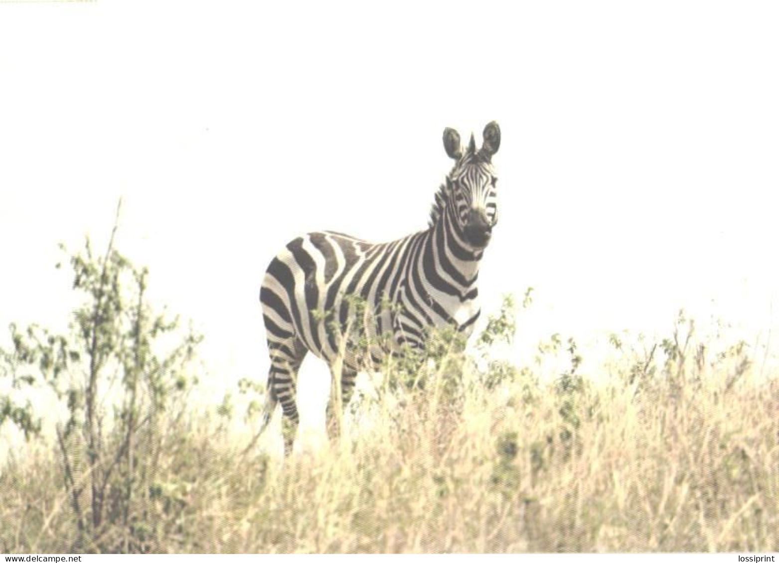 Looking Zebra - Zebras