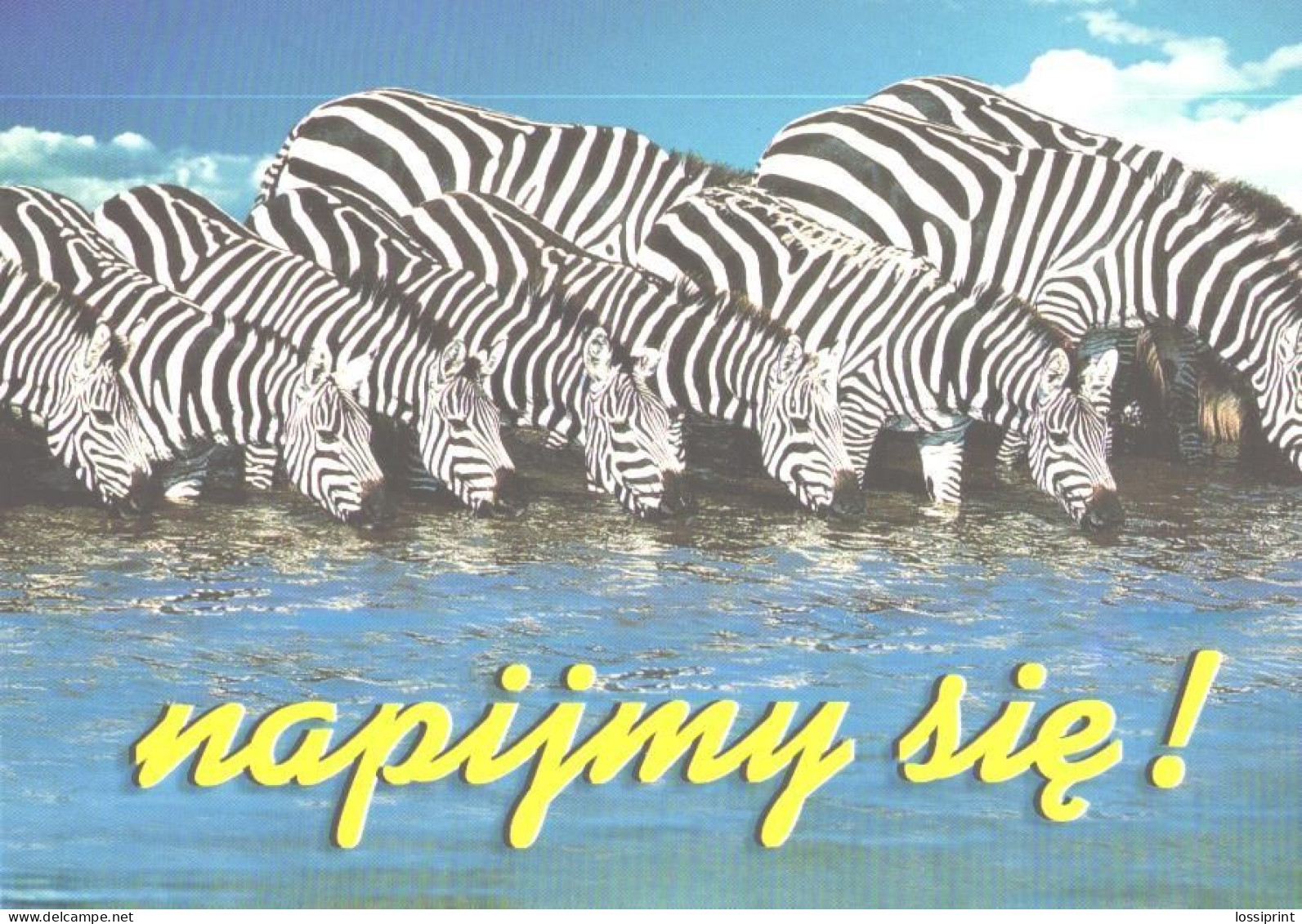 Drinking Zebras - Zebre