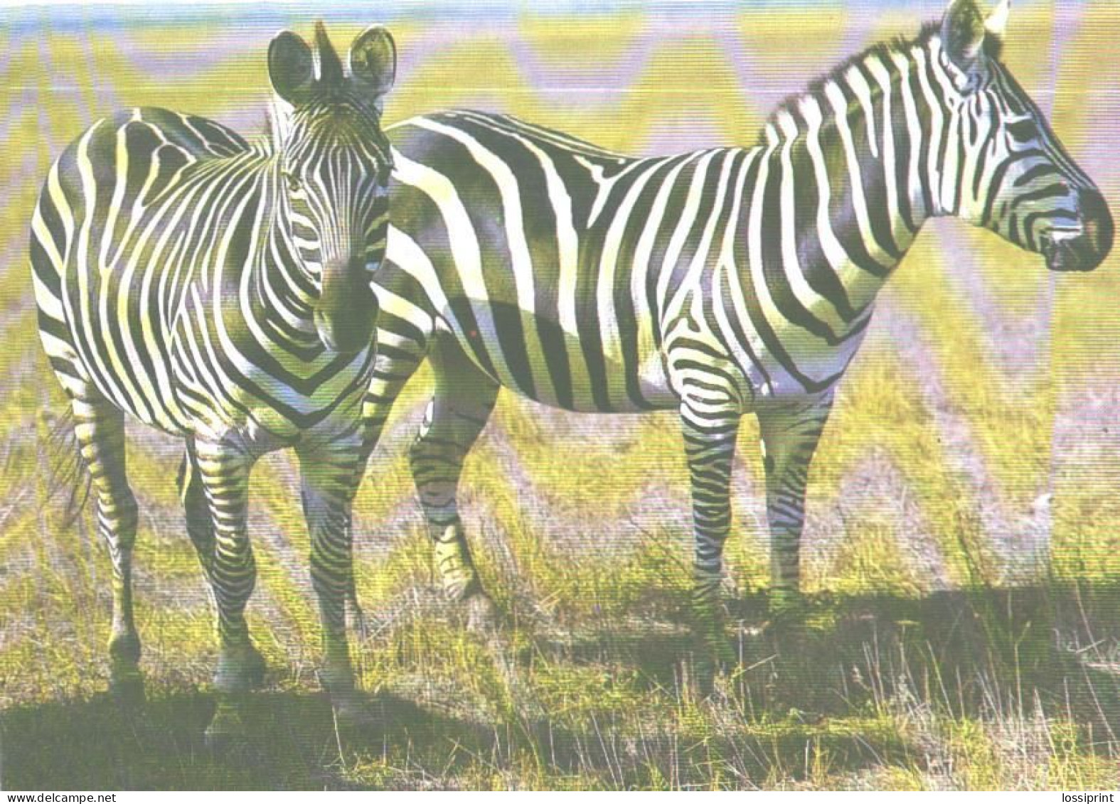 Standing Zebras, 1988 - Zebras