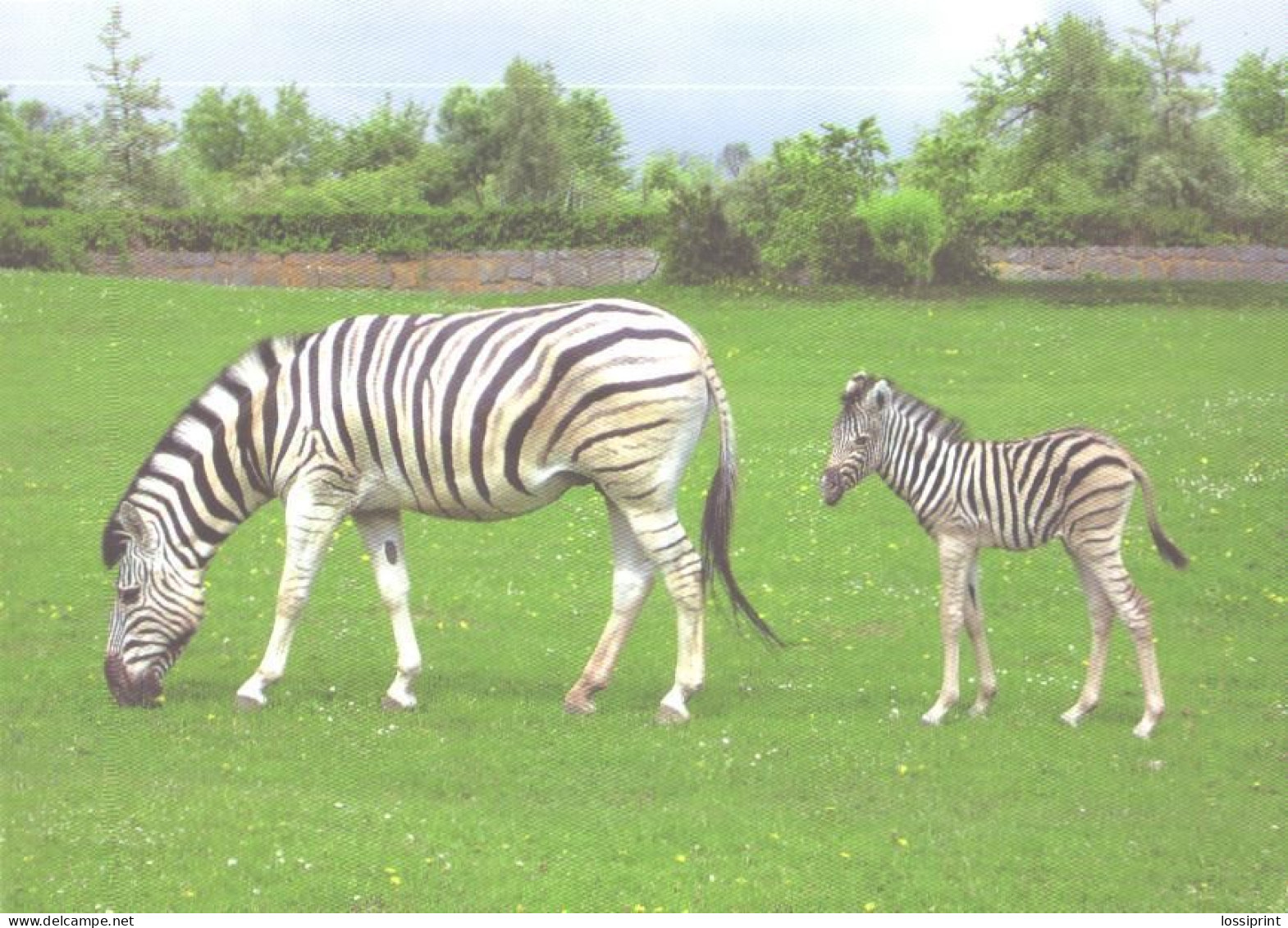 Zebra With Foal - Zèbres