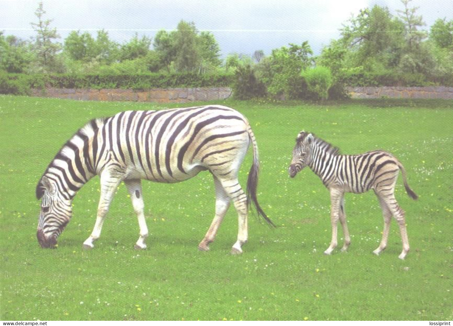 Zebra With Foal - Zebras