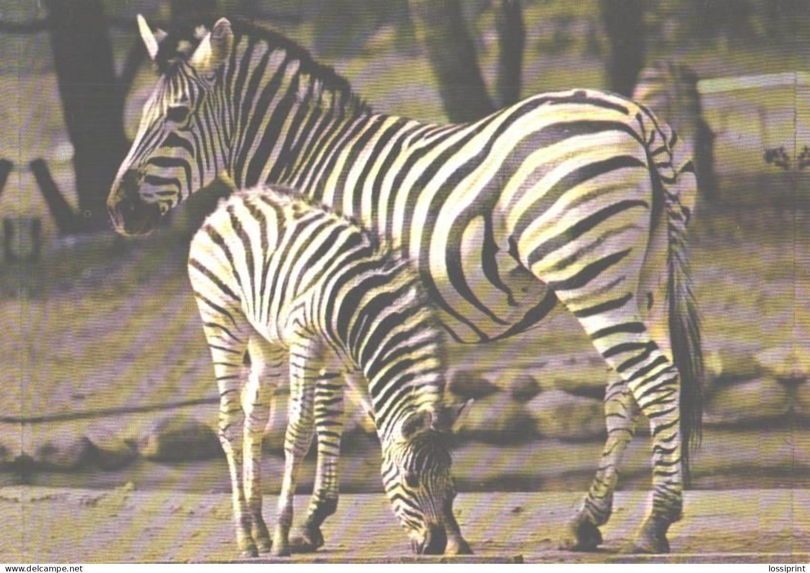 Duisburg Zoo, Zebras In The AFRIKANUM - Zebras