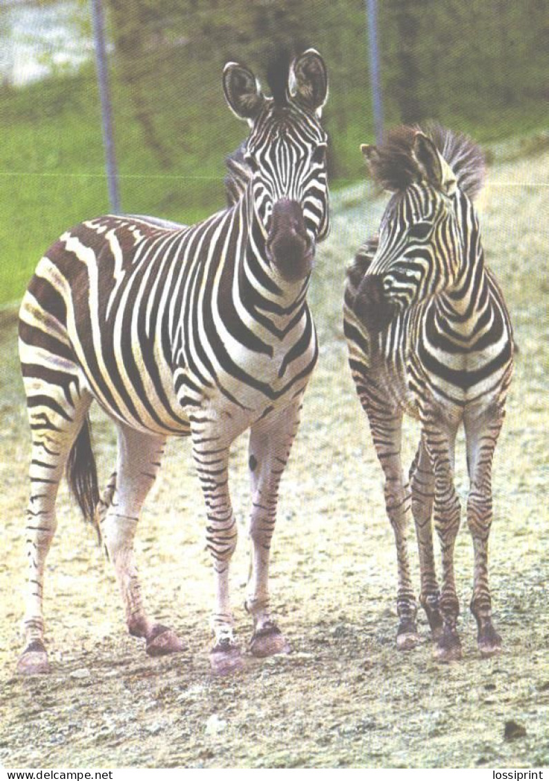 Steppe Zebra With Foal - Zebras