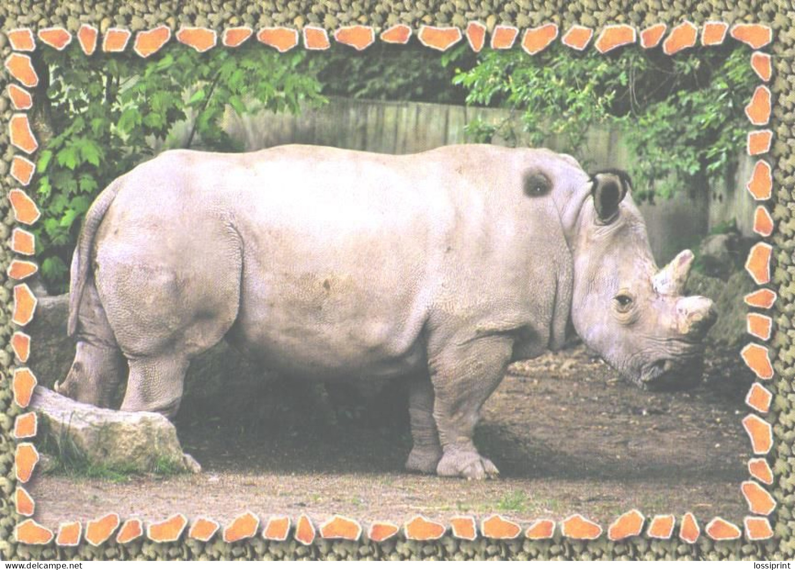 Rhinoceros In Zoo - Rinoceronte