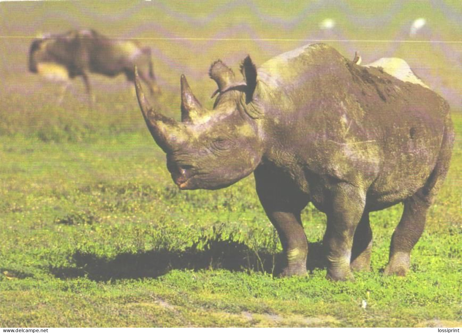 Rhinoceros And Buffalo - Neushoorn