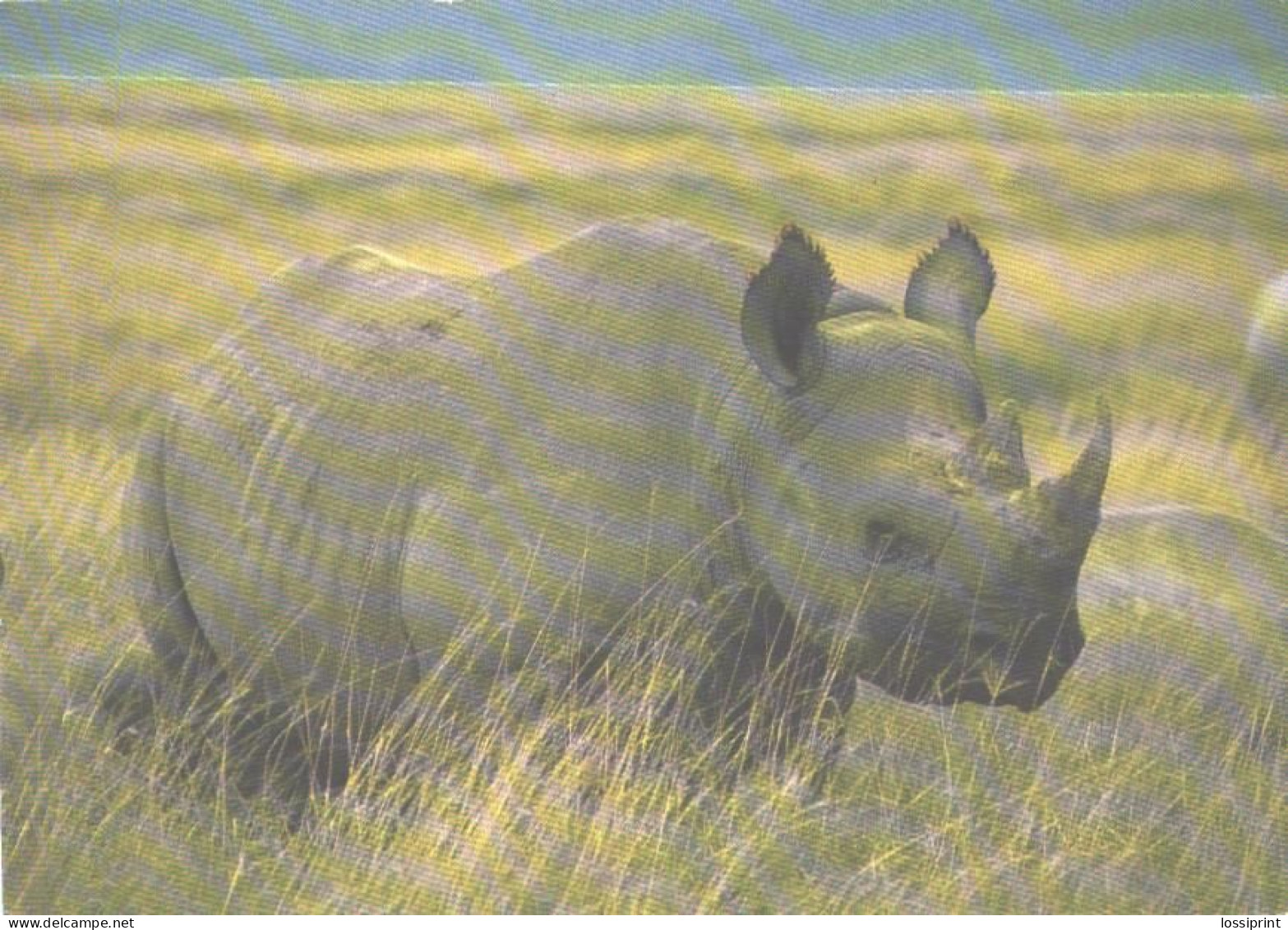 Rhinoceros, Ngorongoro Crater - Rhinozeros