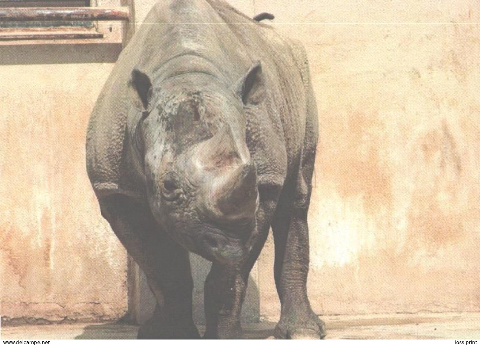 Rhinoceros In Zoo - Rhinoceros