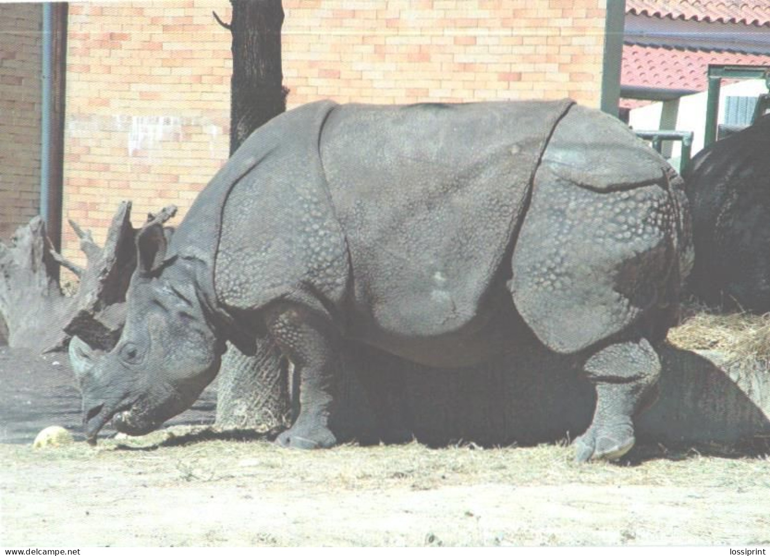 Rhinoceros In Zoo - Rinoceronte