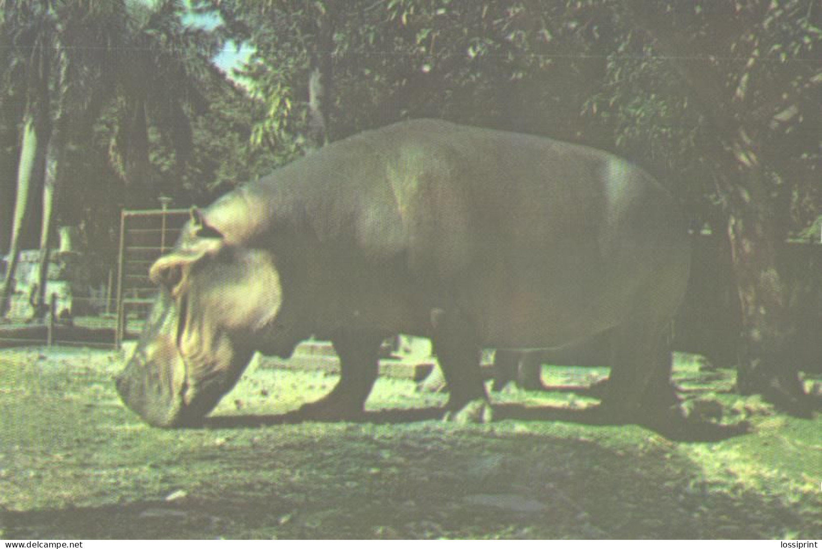 Hippopotamus In Zoo, Hipopotamo Amphibius - Hipopótamos