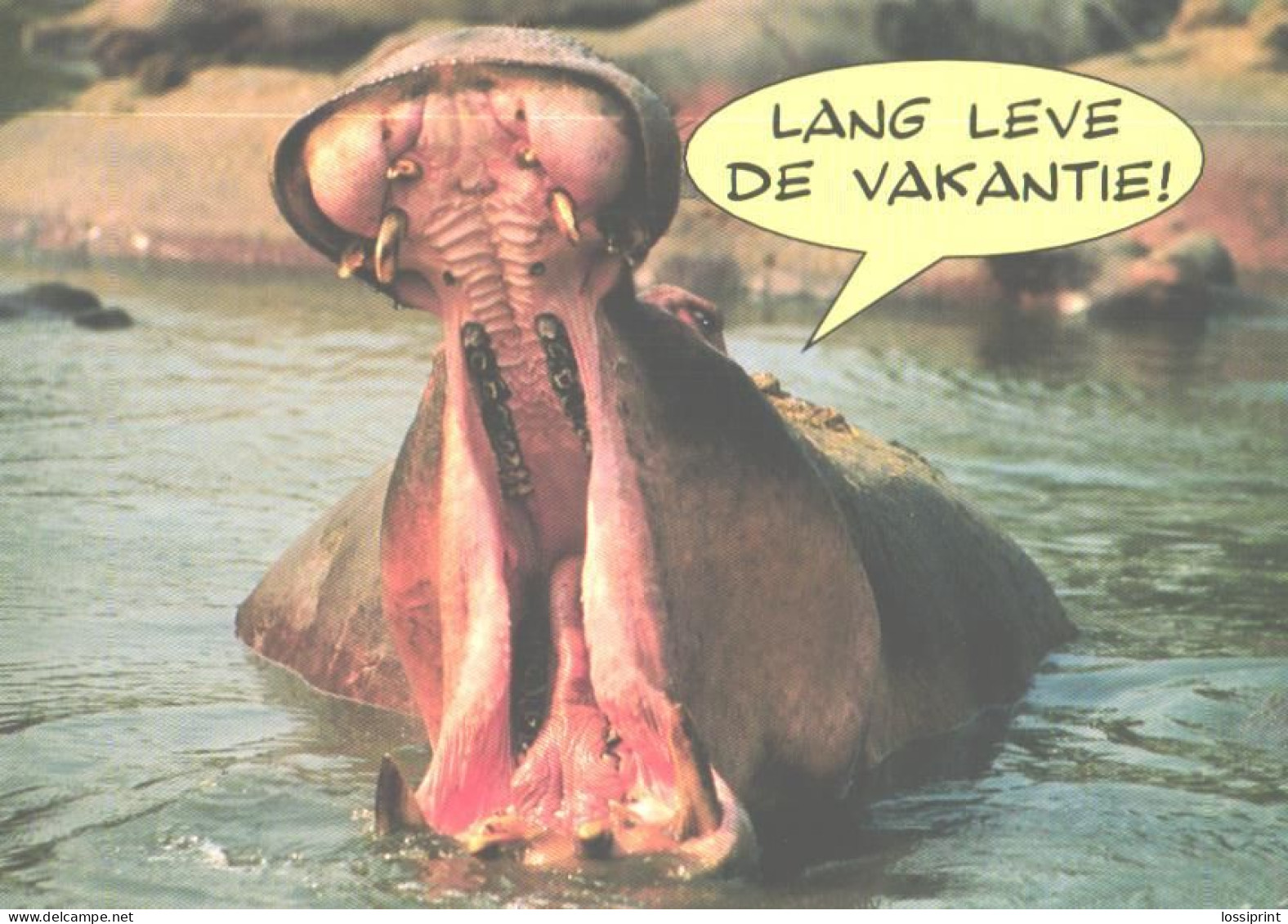 Yawning Hippopotamus - Hippopotamuses