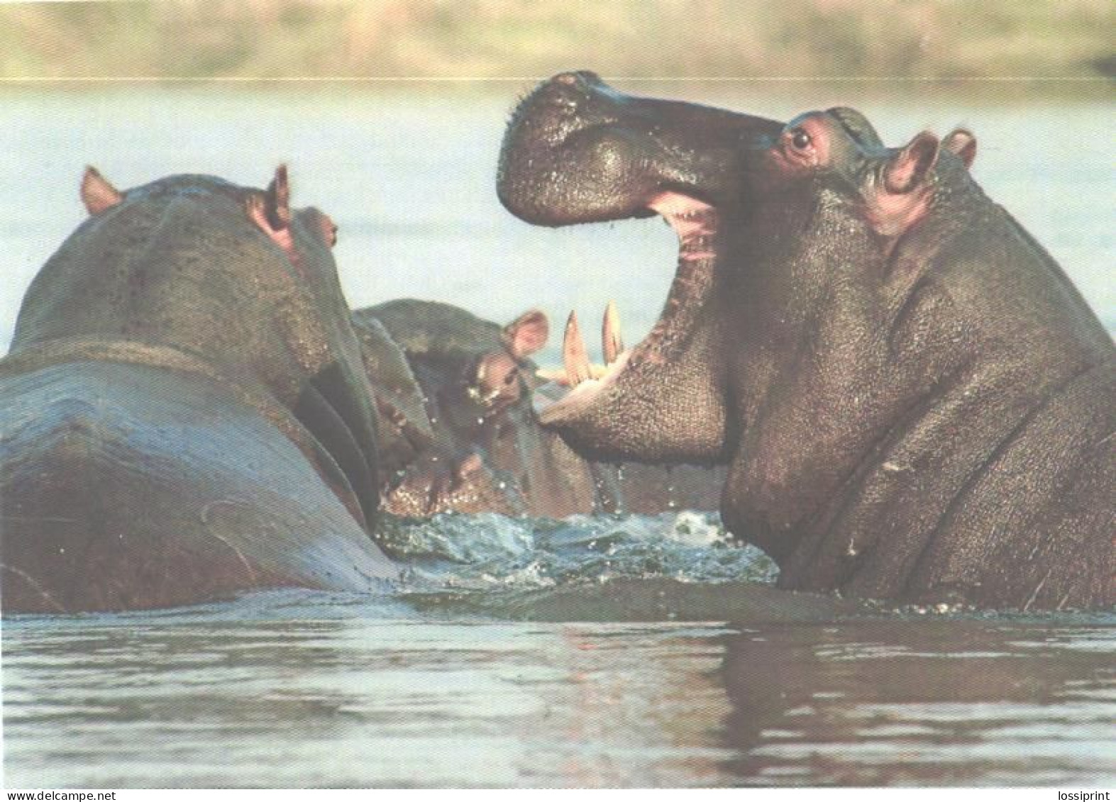 Hippopotamuses In Water - Hippopotamuses