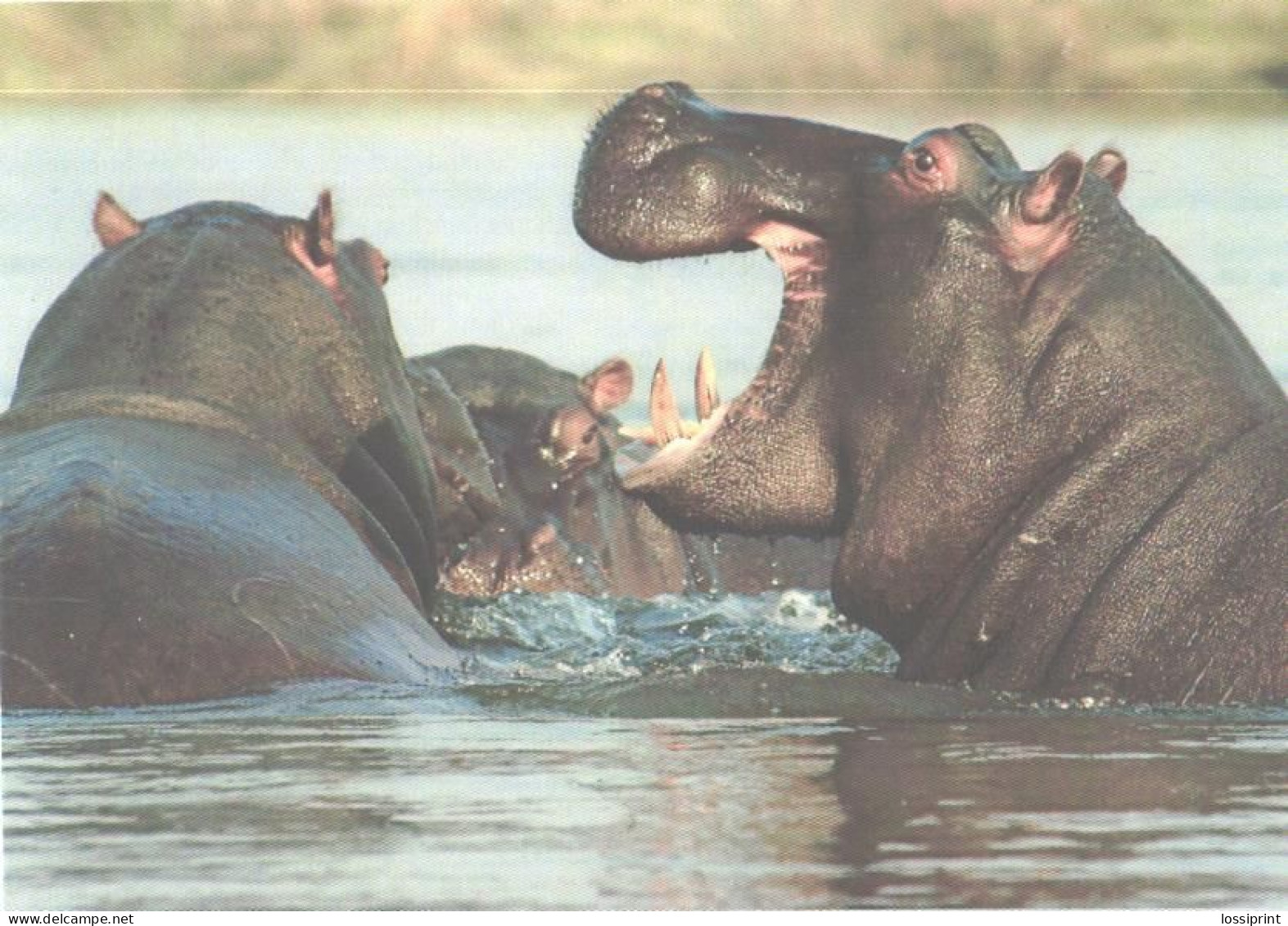 Hippopotamuses In Water - Hippopotames