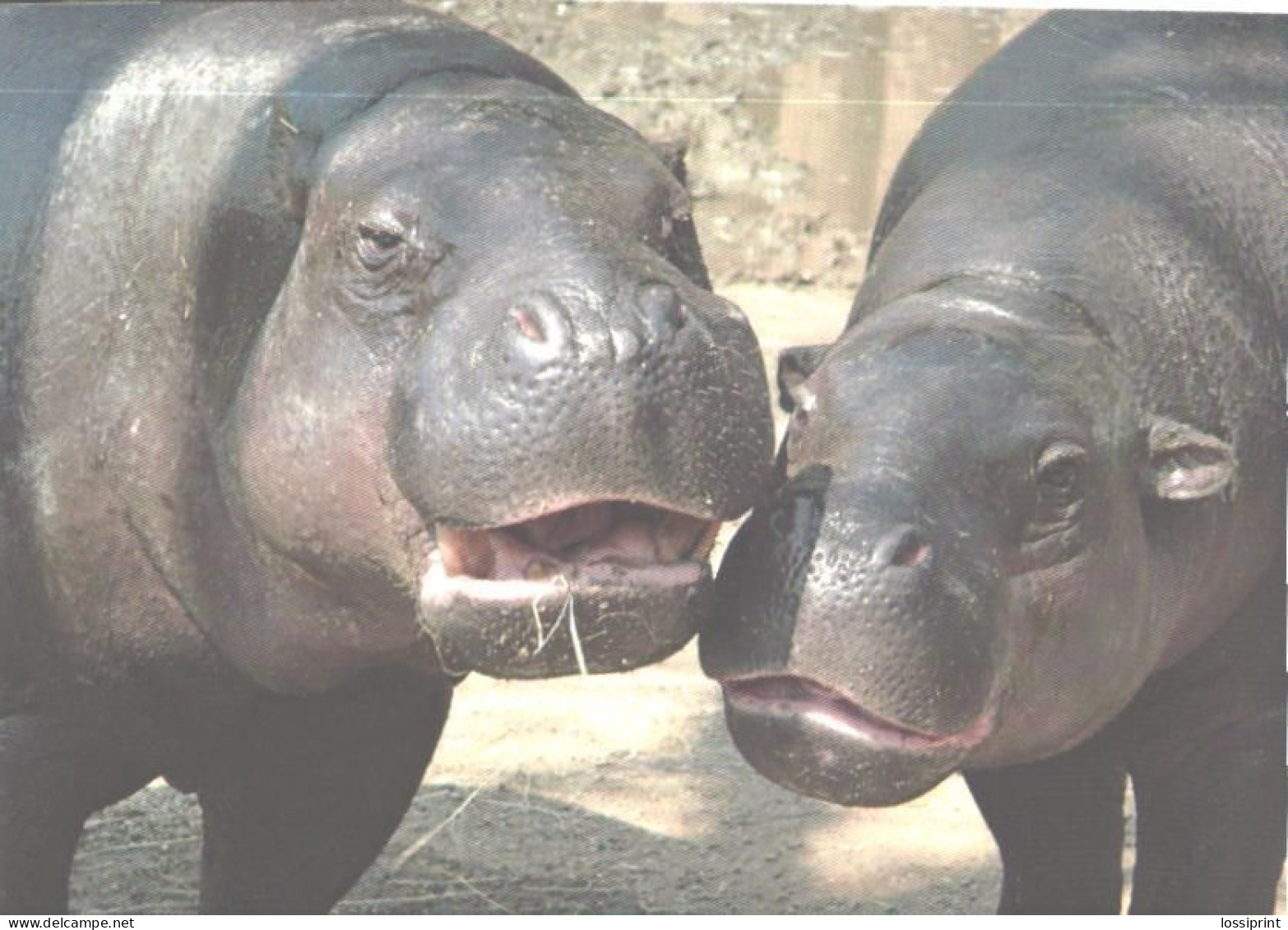 Happy Hippopotamuses - Flusspferde