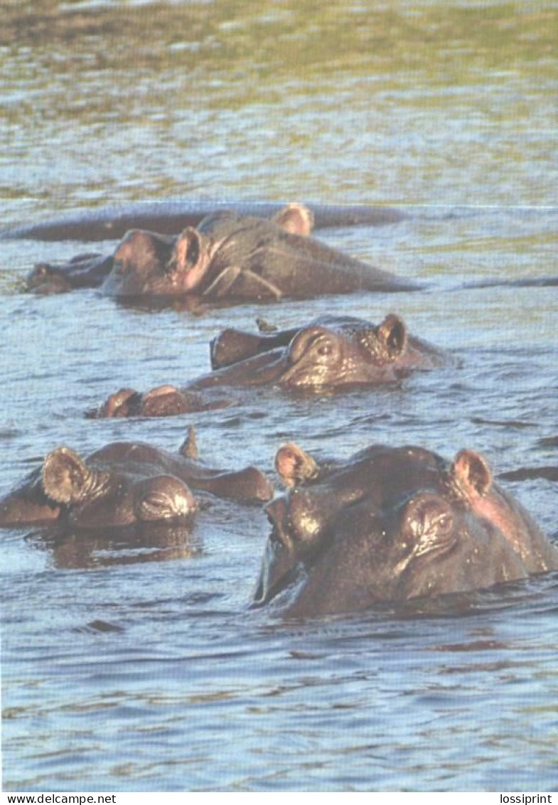 Hippopotamuses In Water - Flusspferde