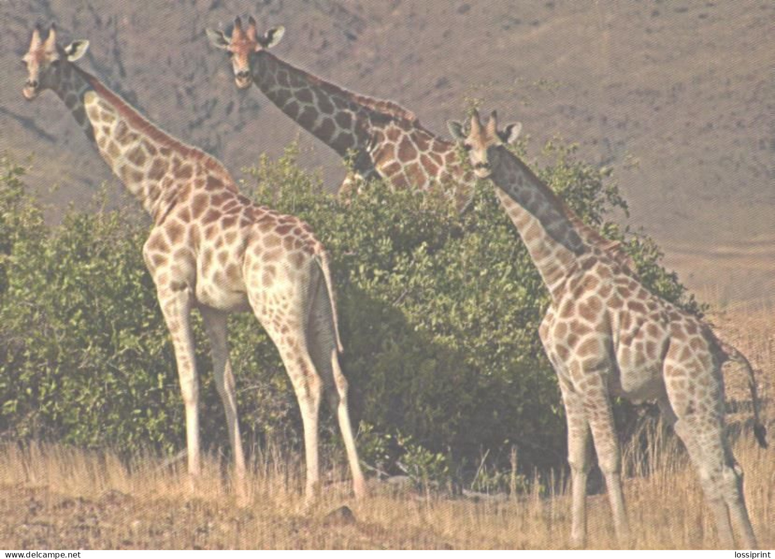 Giraffes Looking Back - Giraffe