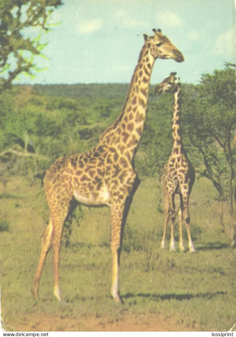 Giraffes In Africa - Jirafas