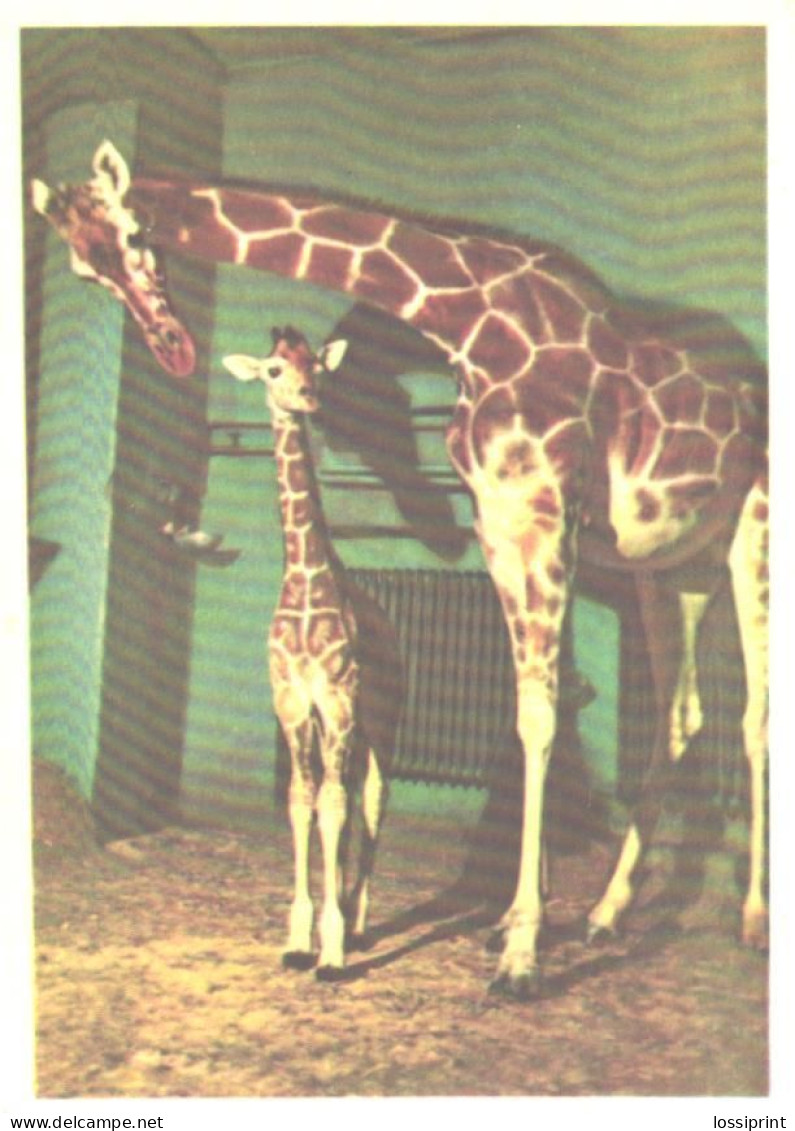 Leningrad Zoo, Giraffes, 1965 - Giraffes