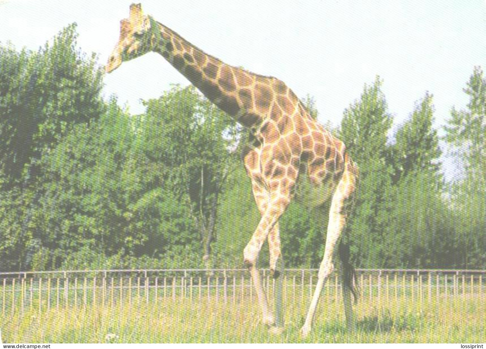 Giraffe, Giraffa Camelopardalis - Jirafas