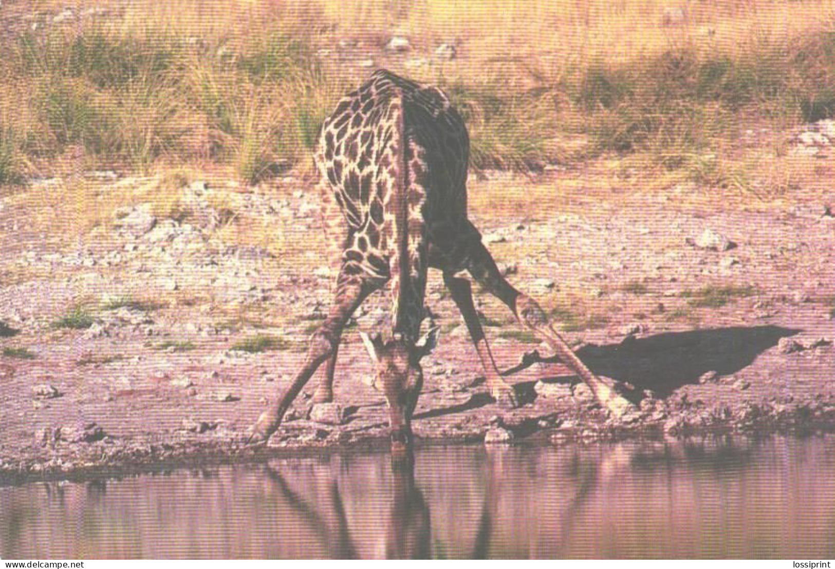 Drinking Giraffe - Jirafas