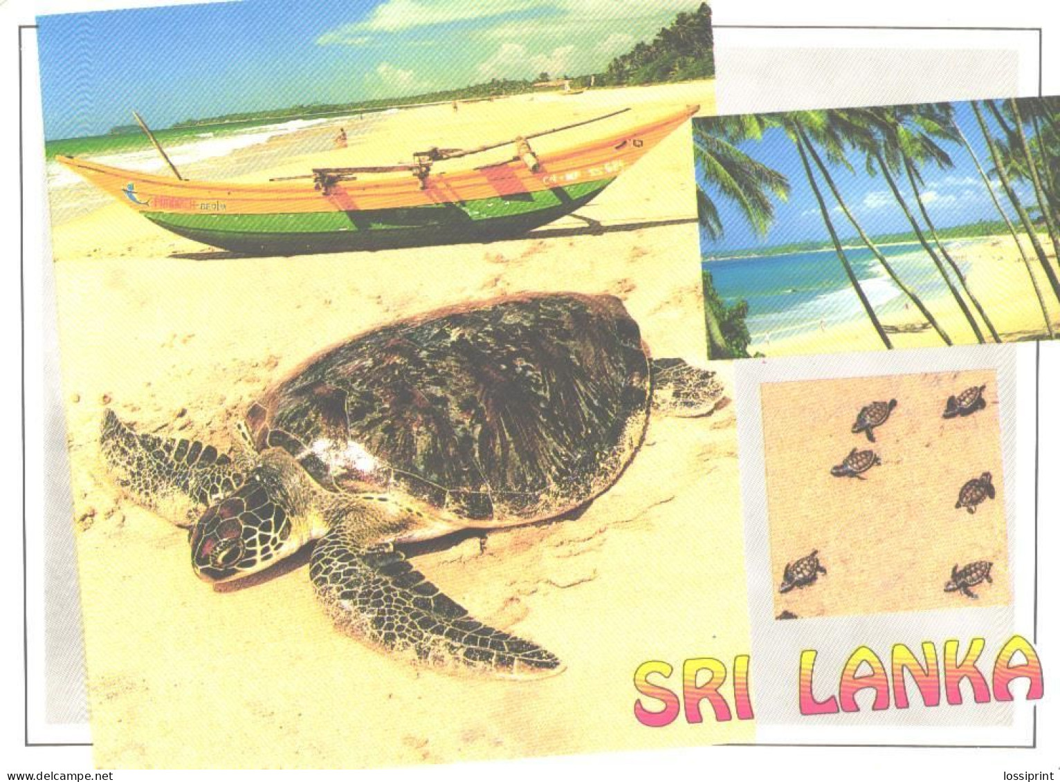 Sri Lanka:Ceylon:South West Coast, Turtle Hatchery - Tartarughe