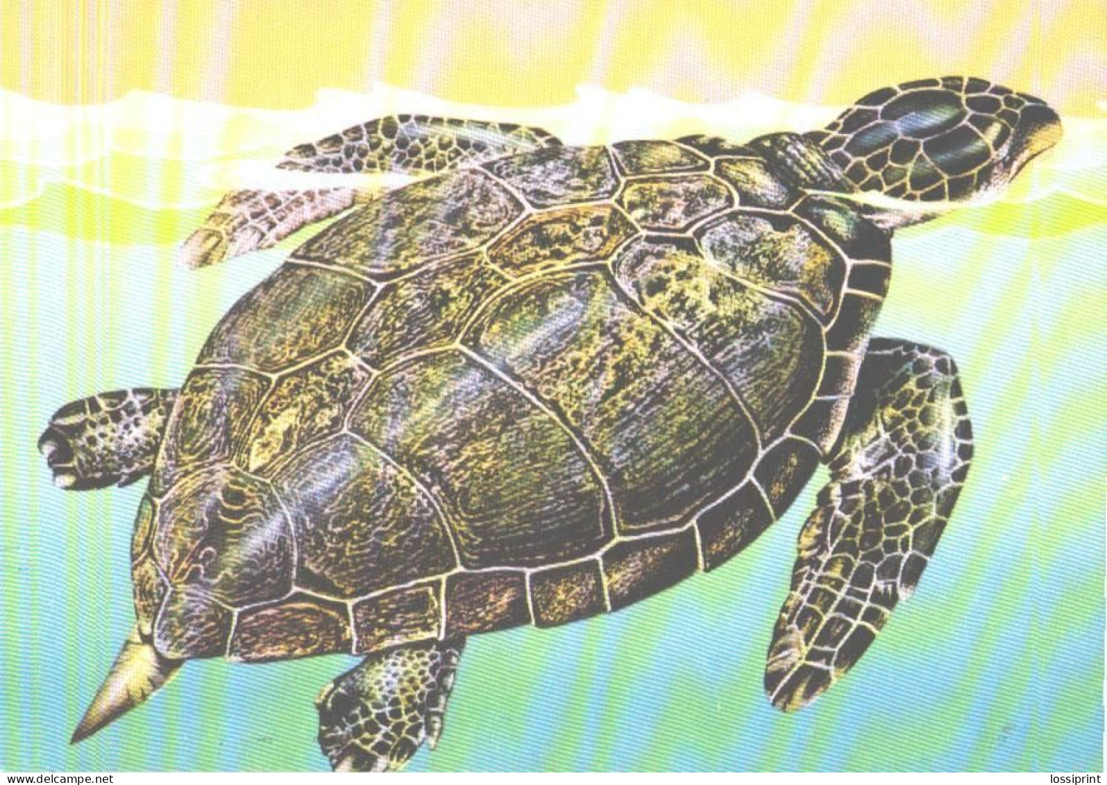 Turkey:Turtle, Caretta Caretta - Tartarughe