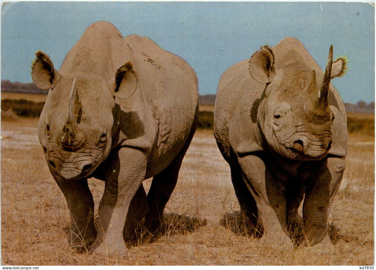 Rhino - Neushoorn