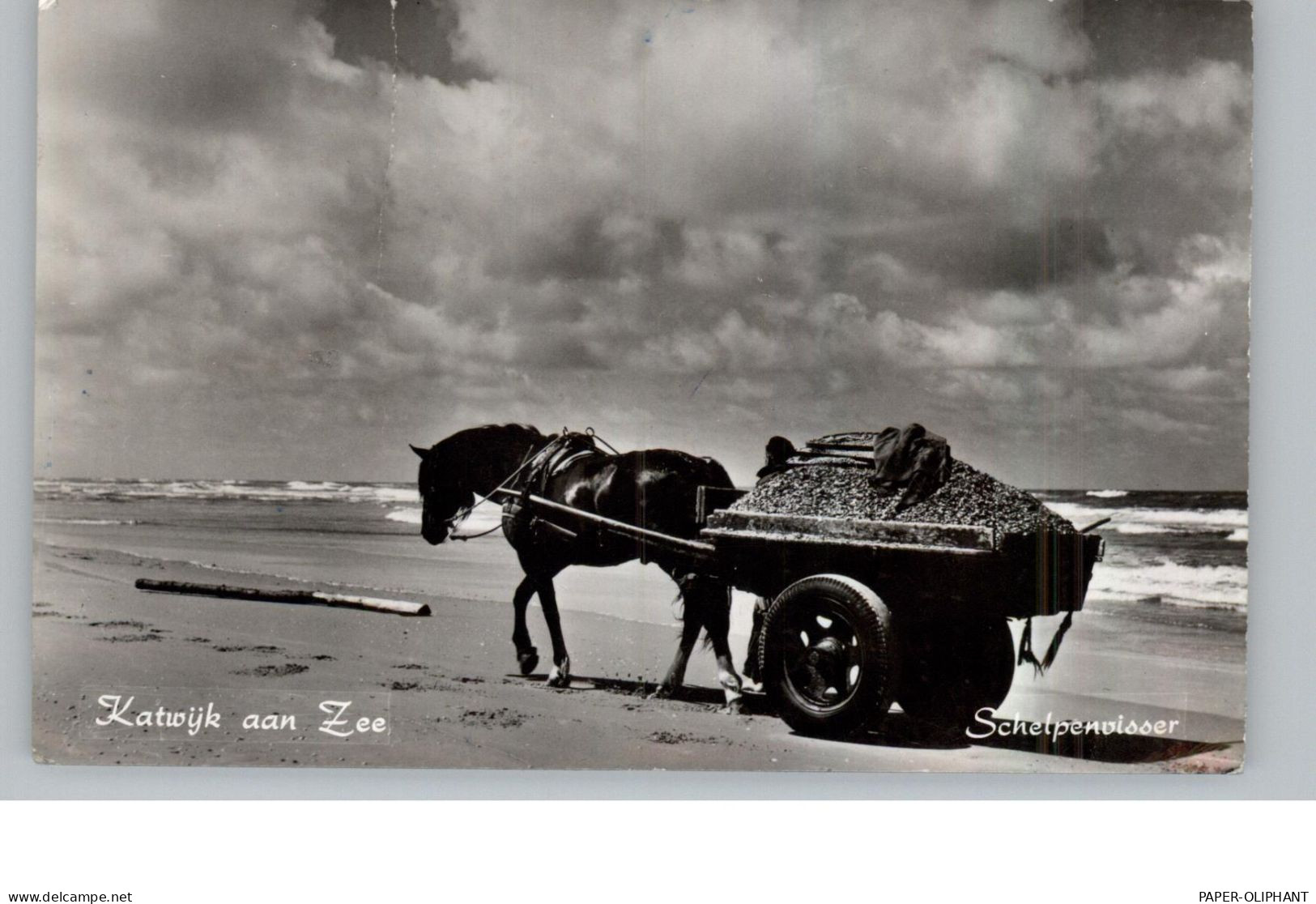 ZUID-HOLLAND - KATWIJK, Schelpenvisser - Katwijk (aan Zee)