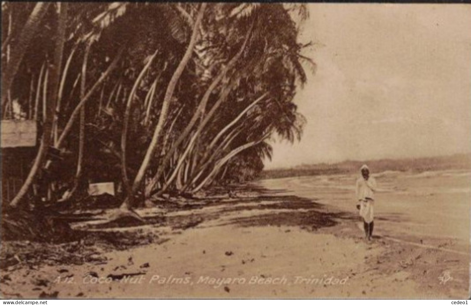 TRINIDAD  COCO NUT PALMAS MAYARO BEACH - Trinidad