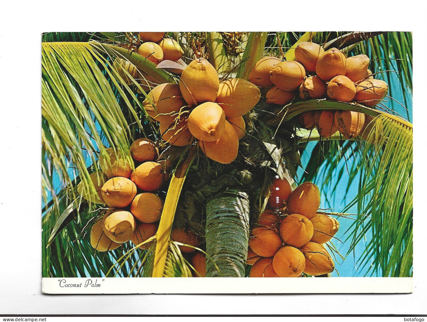 CPM  JAMAICA , COCONUT PALM (voir Timbres) - Jamaïque