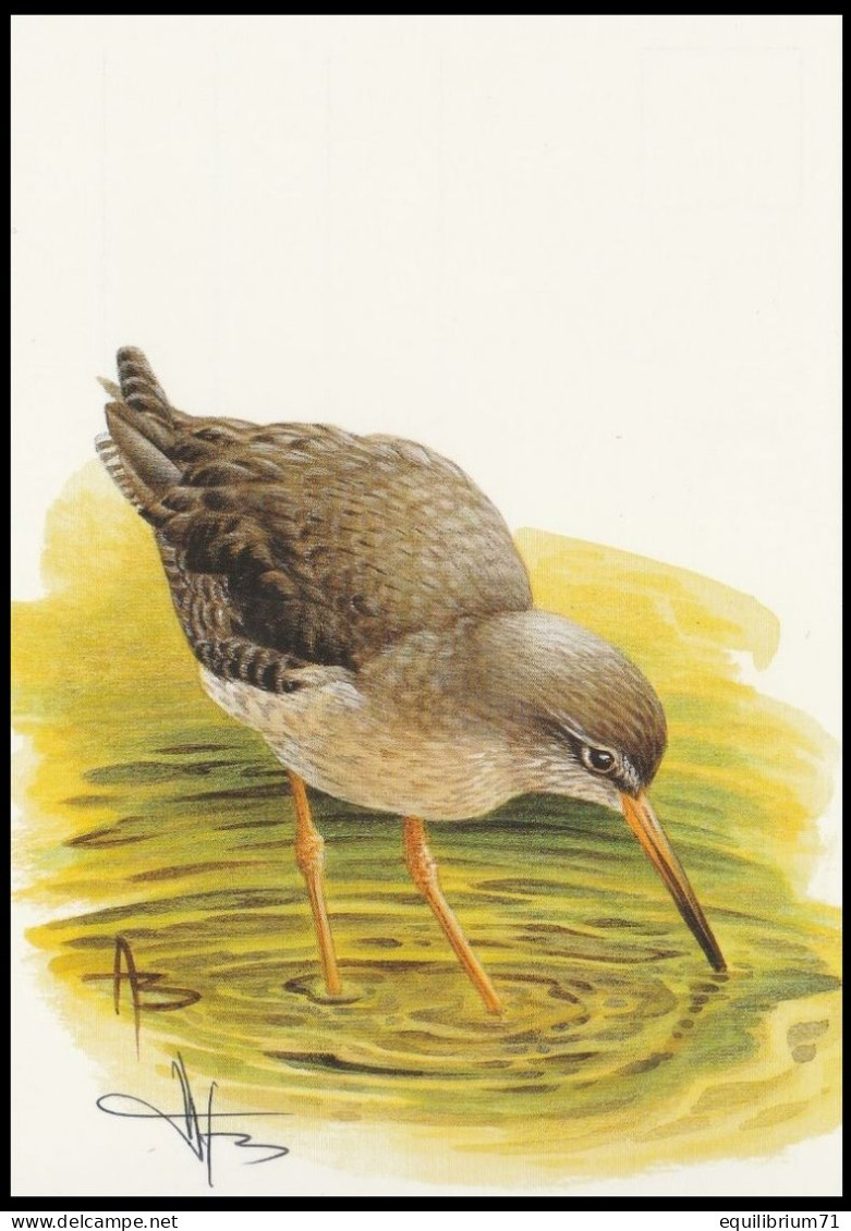 CM/MK** - BLANCO - BUZIN - Chevalier Gambette / Tureluur / Rotschenkel / Redshank / Tringa Totanus - SIGNÉ/GETEKEND - Storchenvögel