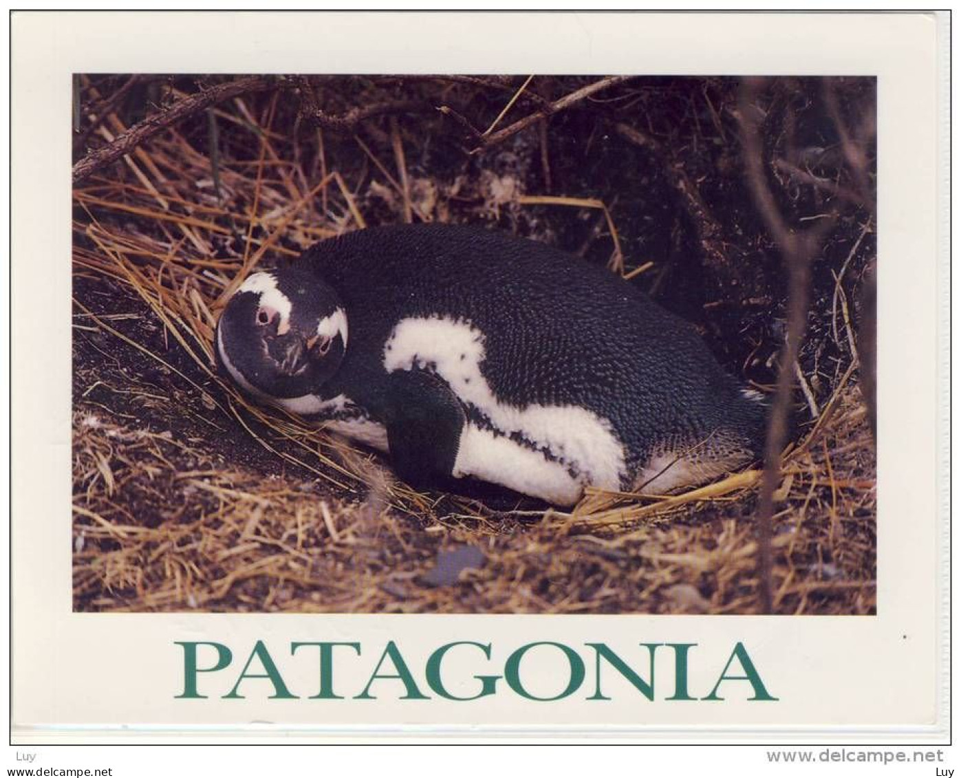 ARGENTINA - PATAGONIA: Tierra Del Fuego, Penguin In Its Nest, Pingüino En Su Nido, Nice Stamp - Argentine