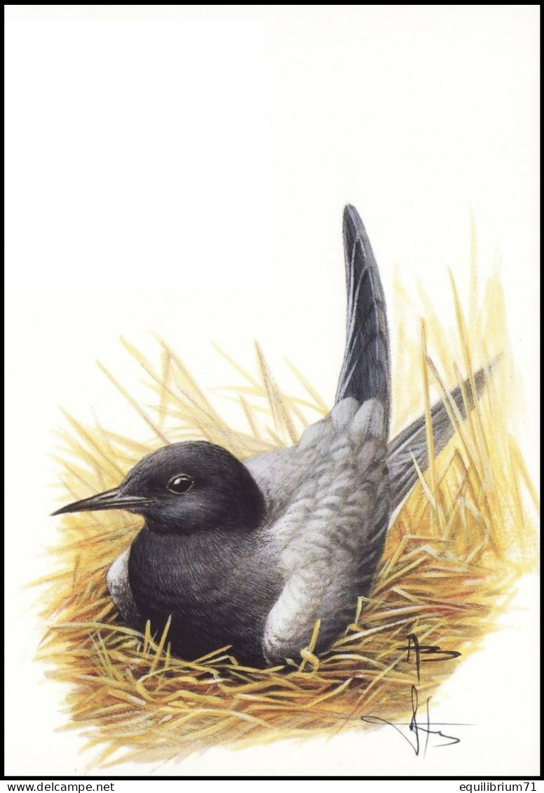 CM/MK Blanco ** - BUZIN - Guifette Noire / Zwarte Stern / Schwarze Seeschwalbe / Black Tern - SIGNÉ/GETEKEND - Meeuwen