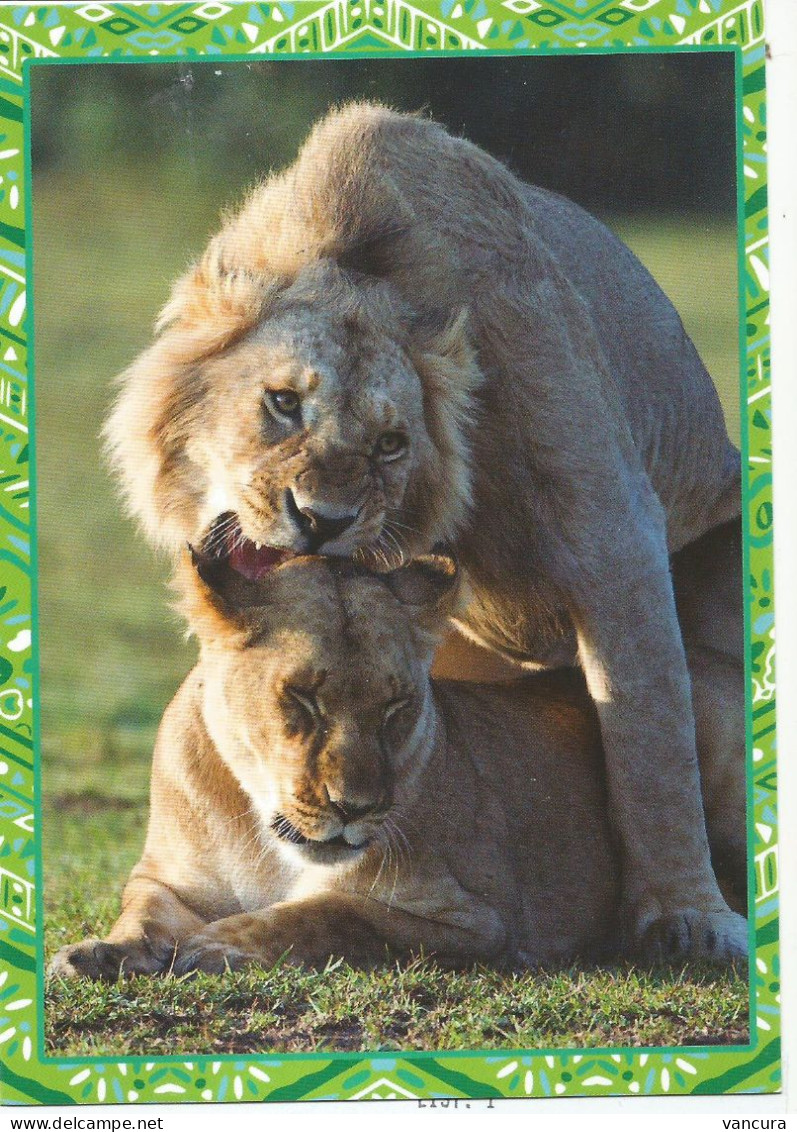 Picture Postcard Czech Republic Lion And Lioness2023 - Lions