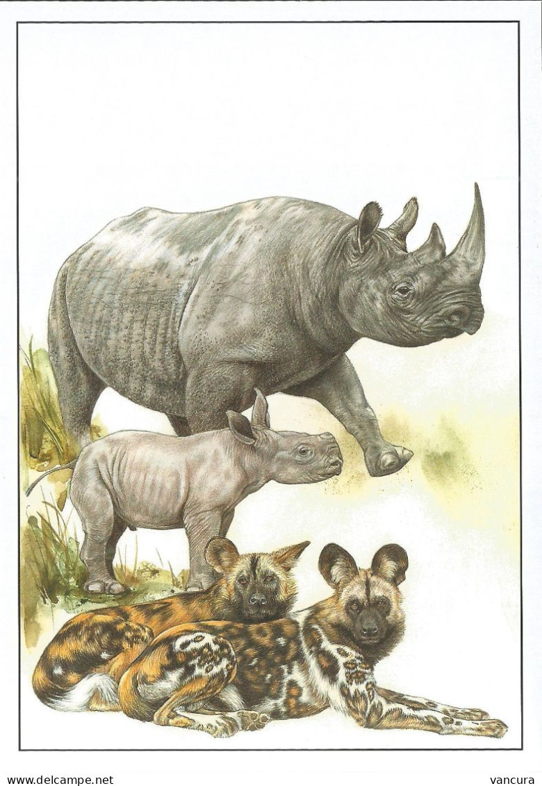 Picture Postcards Czech Republic Zoological Gardens I - Rhino African Wild Dog 2016 - Neushoorn
